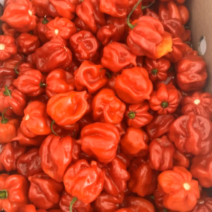 CONDIMENT CAMEROON RED PEPPER WHOLE